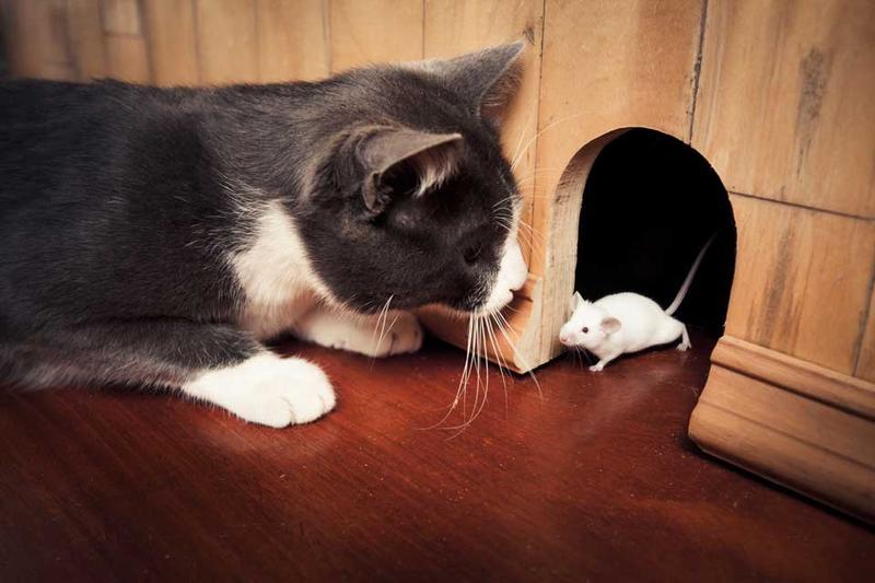К чему снится кот поймал мышь