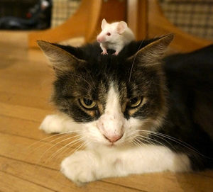 Снится кот ловит мышь