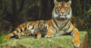Что значит увидеть тигра во сне