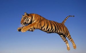 Тигр в соннике Нострадасмуса