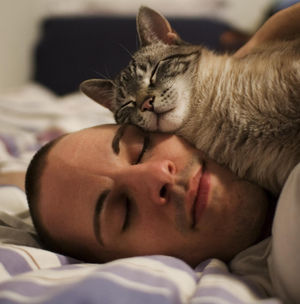Какое влияние на сон имеет внешний вид кошки .