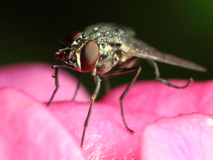 Почему снится муха
