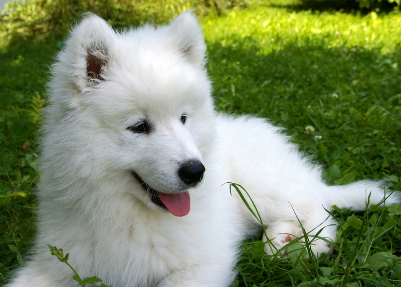 Как растолковать сон про белую собаку