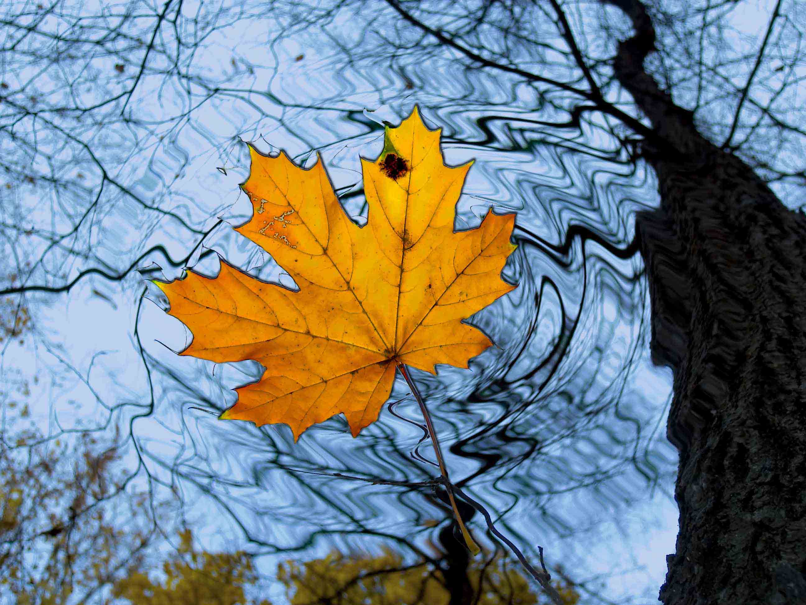 В клетках листья клена днем происходит. Осень. Лист клена. Осень листья. Опавшие листья клена.