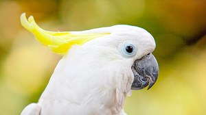 К чему снится белый попугай