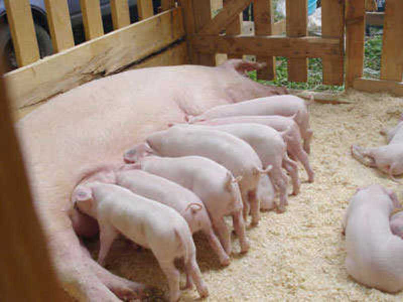 Значение сна свинья с поросятами.