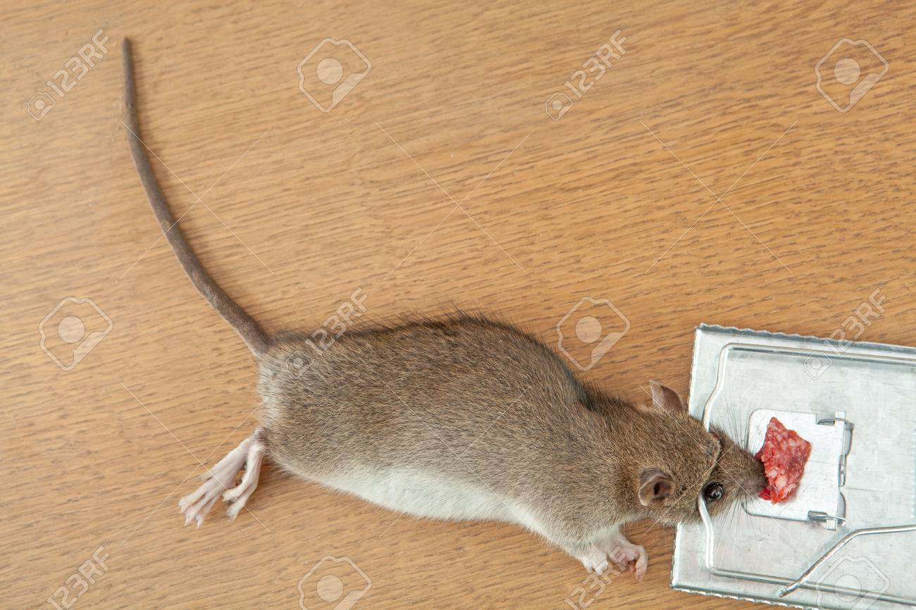 Что значат мыши во снах