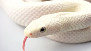 К чему снится белая змея
