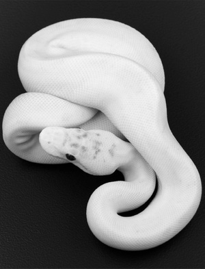 К чему видеть во сне белую змею