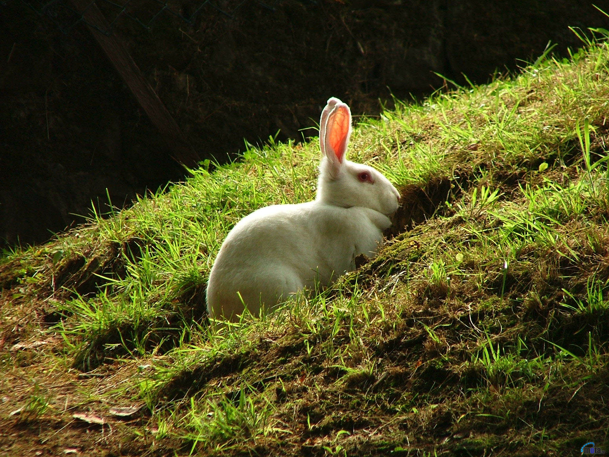 Видео где кролик. Кролик. Белый кролик. Кролики в природе.