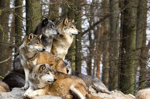 Как понять значение сна про стаю волков