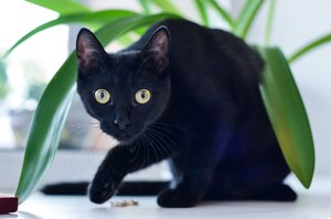 Черный кот в доме 