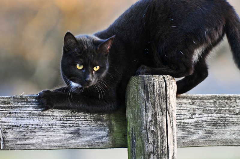 Черная кошка в доме приметы 