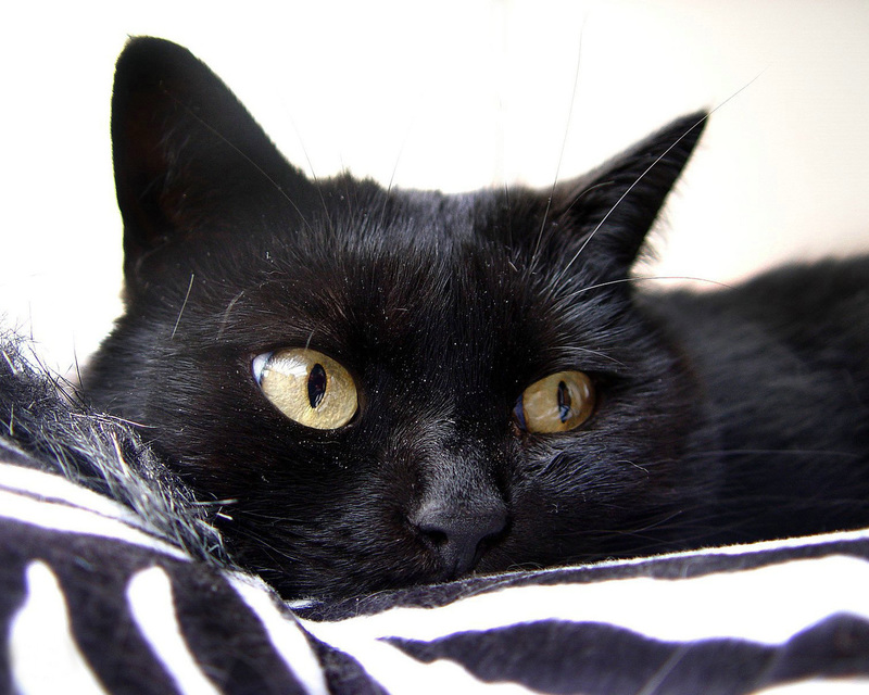 Черный кот в доме хорошо или плохо 