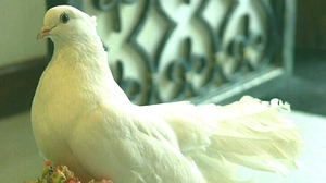 Белый голубь на подоконнике к чему 