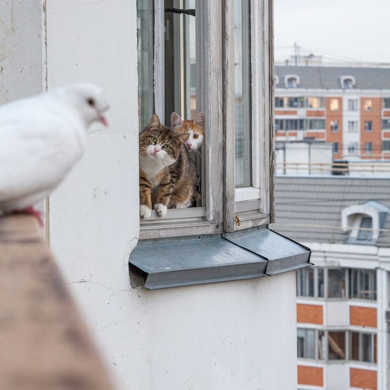 Примета голубь сел на подоконник за окном 