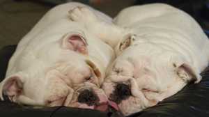 К чему снятся большие собаки во сне