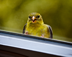 Птица стучит в окно,  примета 