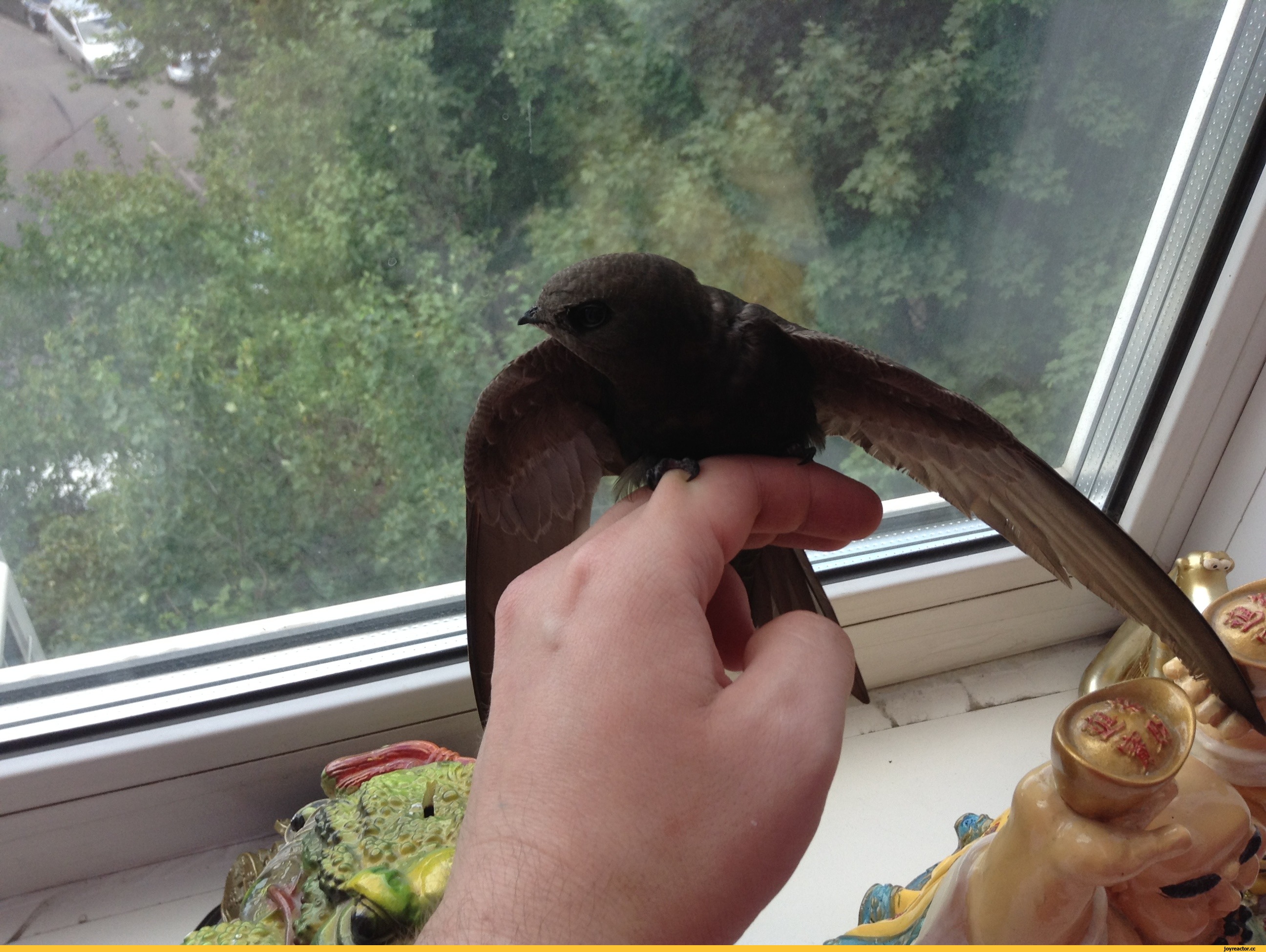 Черная птица в окне