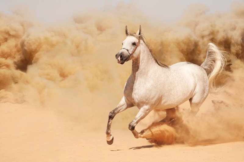 Сонник белый конь