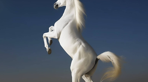 К чему снятся белые кони